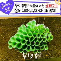 [물멍초] 곱빼기 시리즈 치어의 놀이터가 되어줄 부상수초 살비니아 쿠쿠라타 40뿌리