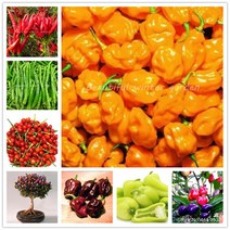 야채 후추 세미 밀라 quot후추100 개, [22] MIX