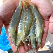 [두남자농수산] 국산 신안 활새우 왕새우 생새우 흰다리새우 1kg (25-35미), 1개