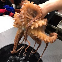 [산지직송]제이블릭 당일어획 통영 자연산 대왕 활 돌문어 1kg 2kg 활문어 이바지 답바지 코스트코 문어 모리타니아, 활 돌문어 1kg 중소(3~5미)