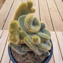 복실복실 밍크선인장느낌 여우꼬리철화 다육식물 1-150랜덤, 단품