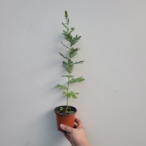 야생 아카시아 은엽아카시아 소품 30~50cm 79