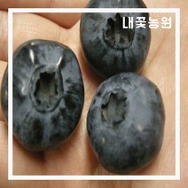 블루베리 챈들러 결실주 (배송비 별도 문의)