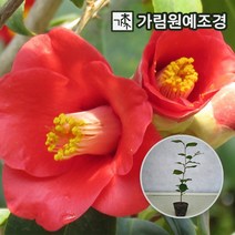 동백나무 흑향 애기 백동백 4치포트 키100cm 12cm포트, 동백(홑꽃) 4치포트(4개묶음)