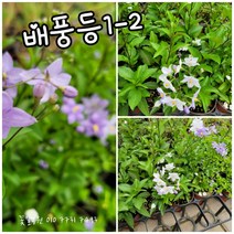 배풍등 010-1 랜덤 공기정화식물/미세먼지/공기정화효과 공기정화식물