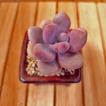 아메치스키우기 쉬운 실내 다육식물 화분포함1-37랜덤, 1개