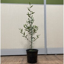 올리브나무 묘목 4치포트 화분묘(중 대) 카페 이태리토분 공기정화식물 실내인테리어, 1개