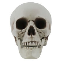 두개골 해골 모형 1호 (20X16X15cm), 단품