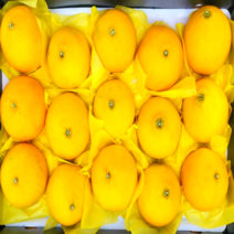 [과즙팡팡] 고당도 새콤달콤 제주 황금향 귤 가정용 선물용, 1개, 선물용 중과 5kg