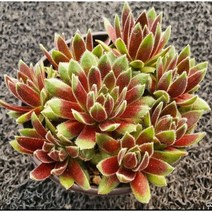 봄의정원 아멜룽가 바위솔(3포트), 1개