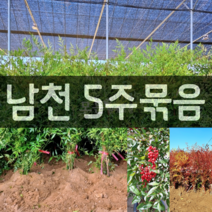 [모든원예조경] 남천묘목 5주묶음 (80cm전후) 남천나무 아파트조경 노지월동 정원가꾸기 관상수 울타리