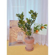 유주나무 황금열매 과실수 대품, 토분에분갈이(토분받침포함), 1개