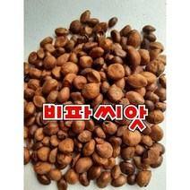 완도산 비파씨앗 1팩 100g3