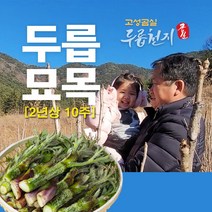 고성곰실 가시없는 참두릅묘목 2년상 10주 x 10묶음