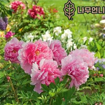 작약 왜성향수작약 숙근 구근 개화주 나무언니, 개량작약:도화비설, 1개