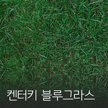 코리아팜 켄터키블루그라스10kg