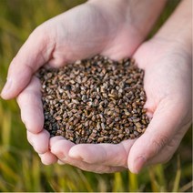 국산 볶은둥굴레(상품) 600g 둥굴레차 둥글레차, 1445_국산 볶은 결명자 600g