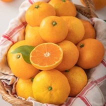 제주감귤농장 2.5kg 5kg 금귤 하우스귤, 로얄대과 2.5KG