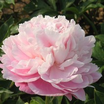 [나무인] 겹꽃작약 종생분, 1개