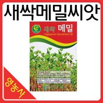 새싹메밀씨앗-새싹씨앗 어린잎채소 메밀 새싹재배기, 필수선택:새싹다채