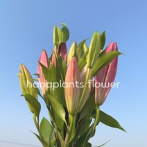 (특가이벤트) 생화 유색백합 한단 온라인꽃도매 농장 직송 택배 (도착예정일은 따로 문의)