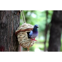 반려비둘기세트 극혐 킹받는 독특한 열받는 친구 쓸데없는 선물 생일 선물 비둘기 산책 서프라이즈 소품 [CISMAS], 움직이는 비둘기 산책 세트(그레이 1마리)