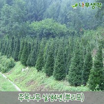 착한가격나무생각 주목나무 실생4년(뿌리묘) 20주묶음, 주
