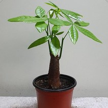 cocooning 실내미세먼지 정화 특화식물 파키라 생화