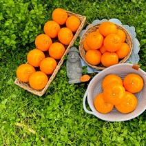 품질보증 제주 고당도 제철과일 천혜향 3kg 5kg 10kg 가정용/선물용, 제주 고당도 천혜향 10kg (가정용)
