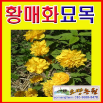 (D소망)황매화(죽도화)묘목(키80센치) 4그루