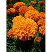 씨앗 메리골드 잉카 오렌지10립