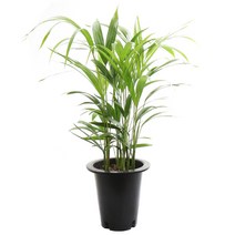 갑조네 아레카야자 중품 공기정화식물 인테리어식물 개별배송