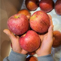 못난이 흠집 꿀 부사 사과, 02. 3kg (11-15중소과)