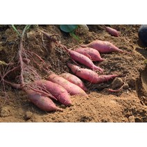 [농부 직판매] 맛있는 당진 호박고구마 밤고구마 10kg 5kg, 상