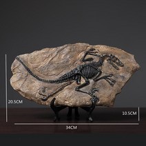 삼엽충 화석 암모나이트 수석 골동품 수집품 나무화석 복고풍 공룡 수지 공예 기하학 삽화 거실 현관 침실 유럽식 가구 책 자료, a