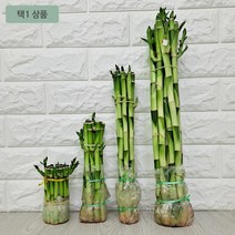 수경재배 4단계30센치 키우기 실내화초 대나무 개운죽, 2.개운죽20센치