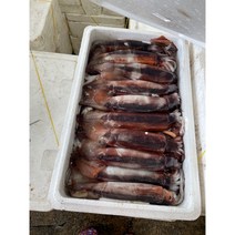 국내산 오징어 한박스 20-30마리 냉동 태안 신진항, 오징어 정품 한 박스 20미 대(7키로 내외)
