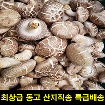 고씨네 생표고버섯특상품 동고1kg 표고버섯선물 -72394EA, 엘림102 1, 엘림102 본상품선택