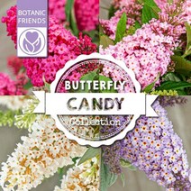 왜성 붓들레아5종 5치 사각포트- 버터플라이캔디 붓들레아, 3.리틀화이트