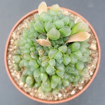 꽃다리 자옥루 64 다육식물 아이만배송