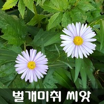 [해피플라워] 야생화 벌개미취 씨앗 300립 / 봄 가을 파종 꽃씨
