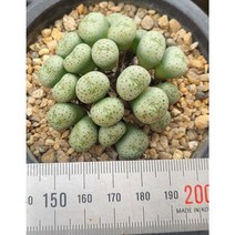 (보나다육) 플러품 코노피튬 & 리톱스 ㅡ 예쁜 국민 다육 키우기