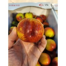 노지자두 산지에서 바로 온것 같은 맛깔난 과일, 2kg, 1개