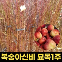 복숭아묘목 1주 천도 백도 복숭아 과실주 결실주 분묘