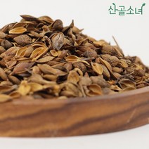 산골소녀 중국산 연교 개나리열매