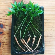 다울농장 새싹삼, 1팩, 특대 6뿌리