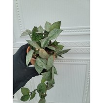 호야 크로니아나 슈퍼에스키모 토분걸이