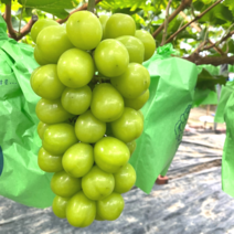 프리미엄 샤인머스켓 선물세트 고급 보자기 씨없는 포도 샤이머스캣 추석 과일 선물 세트, <a.3> 가정용 1kg(1~2수)” class=”wr-img”></a></div></p></div></p></div></p></div><div class=