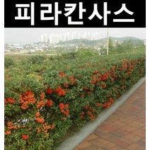 피라칸사스(피라칸타) 키80cm~1m 5개/나무 묘목/상록수/조경용