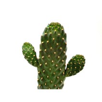 만세선인장 (중소품) 공기정화식물 다육식물 실내화분 인테리어식물